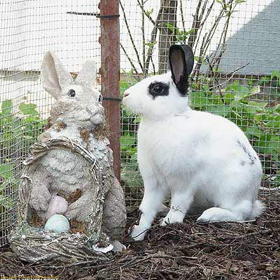 Blanco - Statue and Bunny.jpg