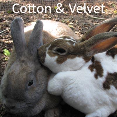 Cotton and Velvet1.jpg