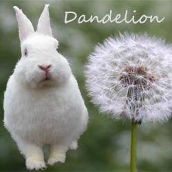 dandelion2.jpg